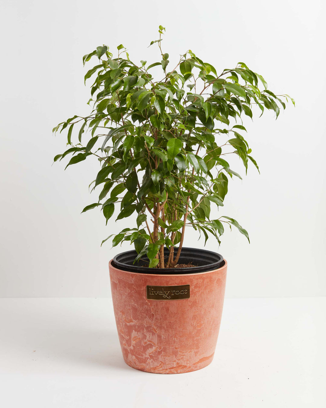 Ficus Benjamina (Weeping Fig Tree)