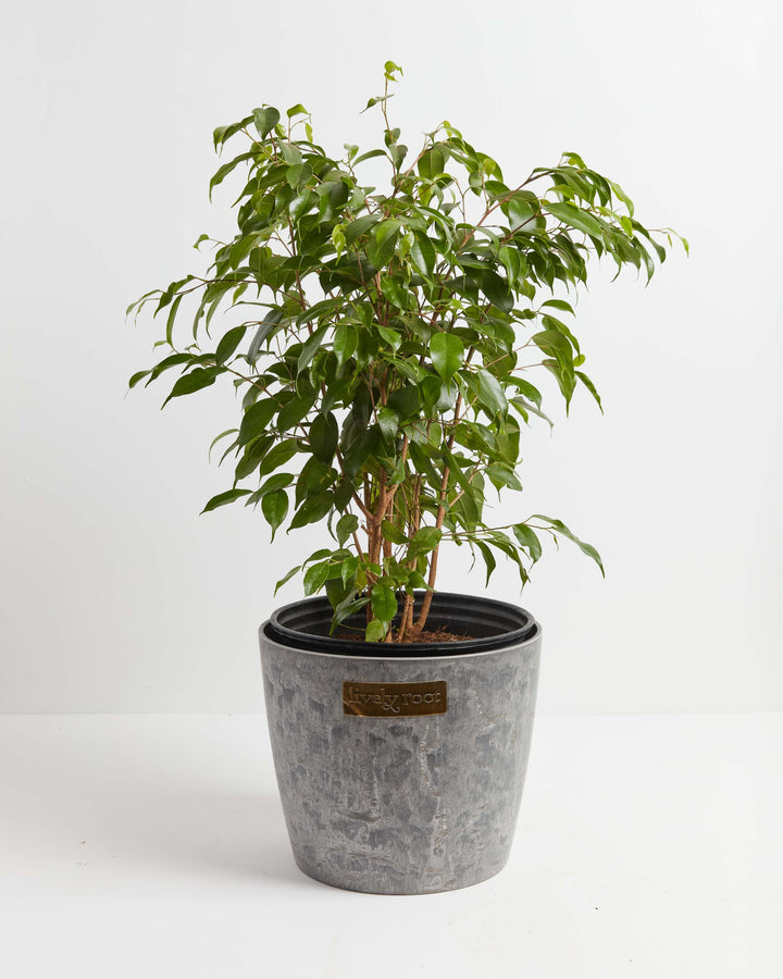 Ficus Benjamina (Weeping Fig Tree)