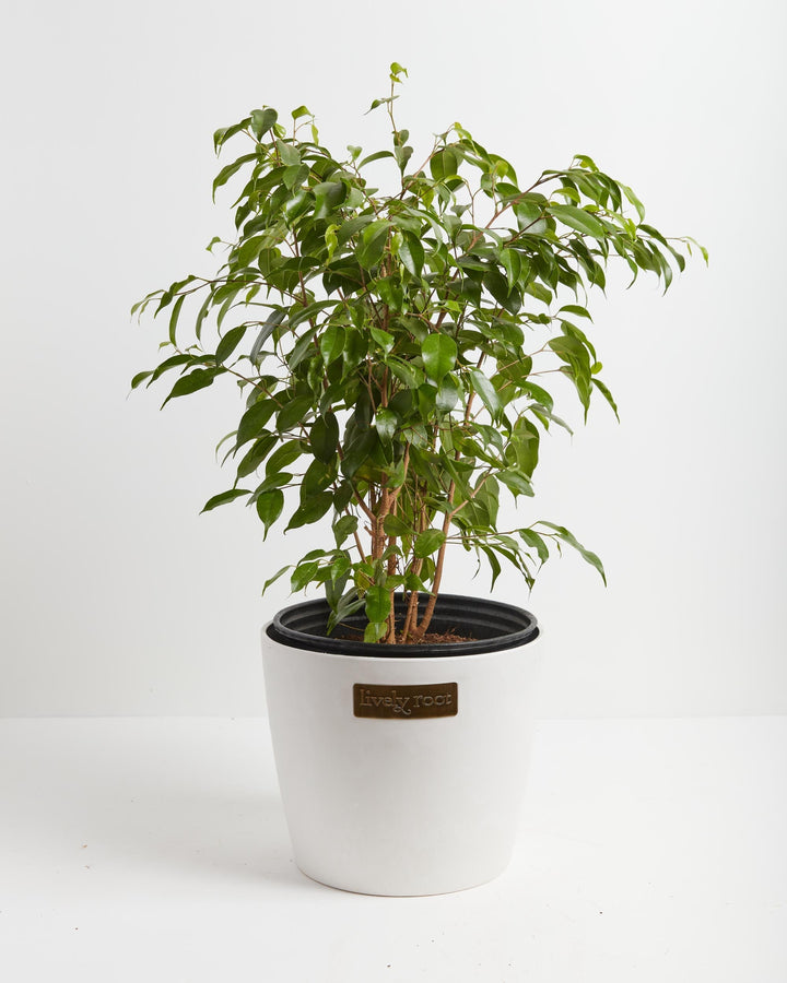 Ficus Benjamina (Weeping Fig Tree)