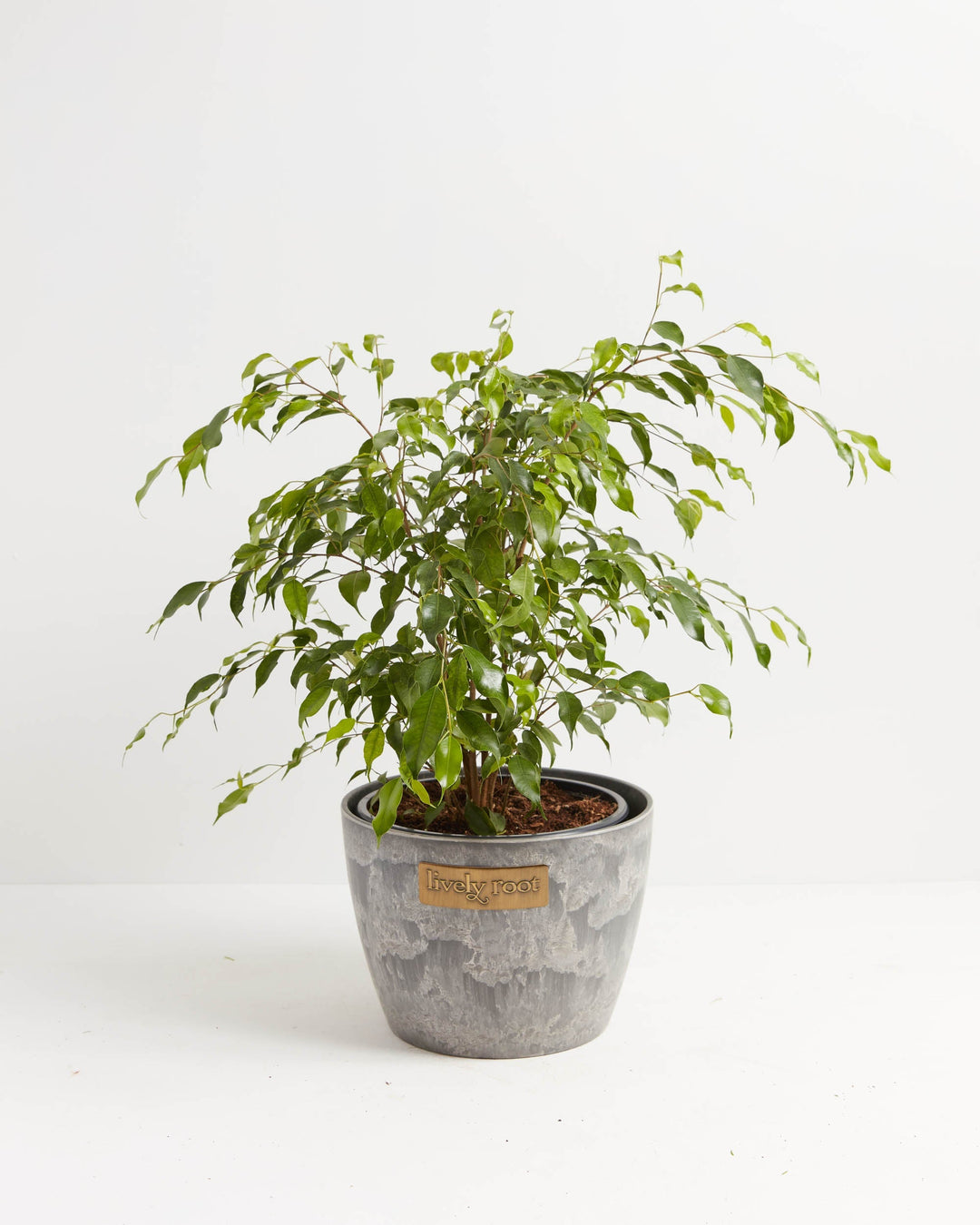 Ficus Benjamina (Weeping Fig Tree)