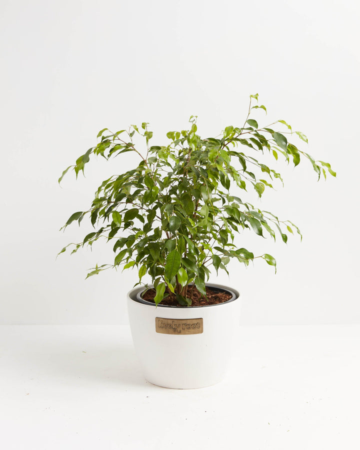 Ficus Benjamina (Weeping Fig Tree)