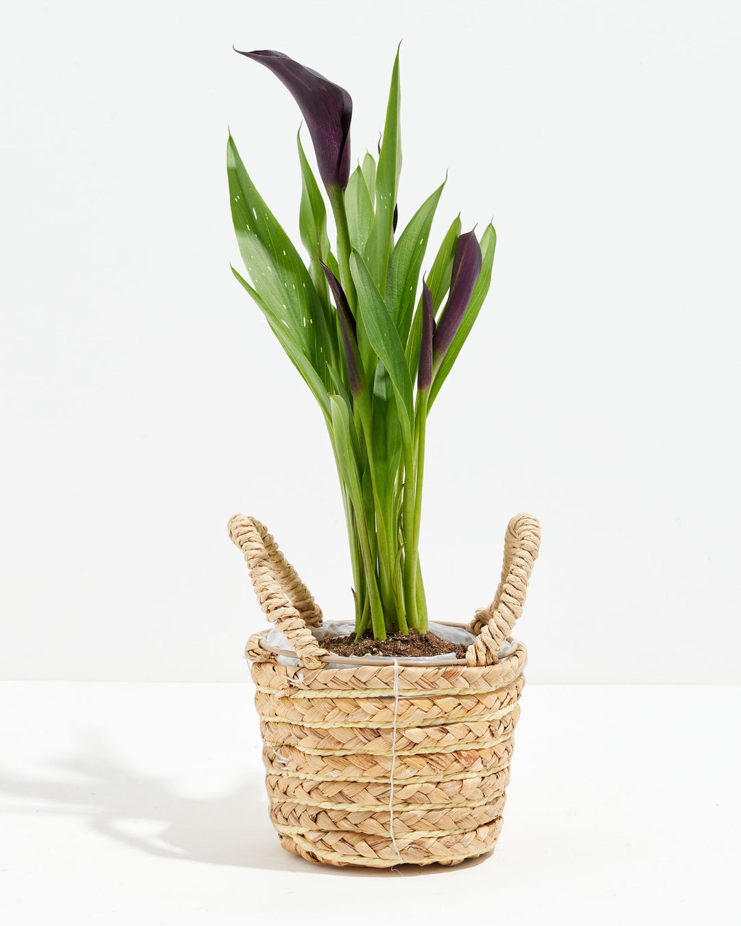 Black Calla Lily