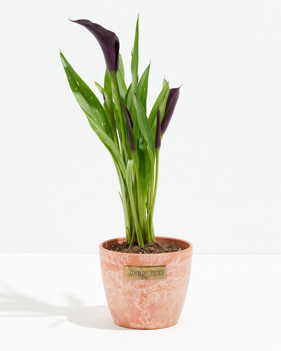 Black Calla Lily