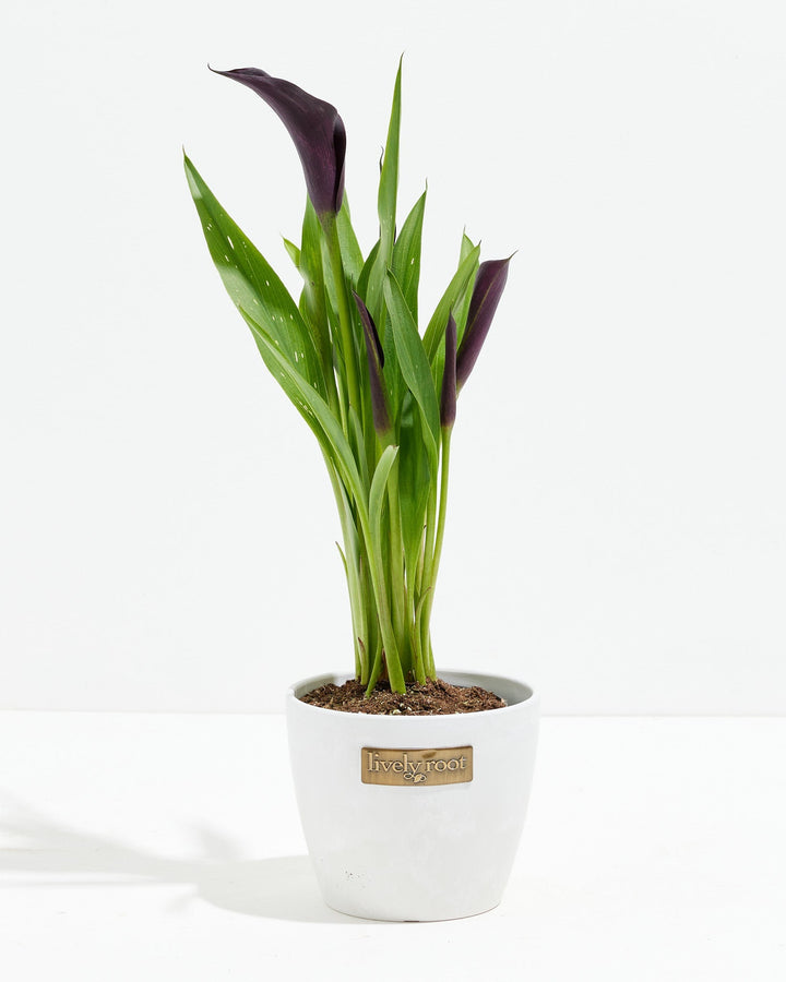 Black Calla Lily