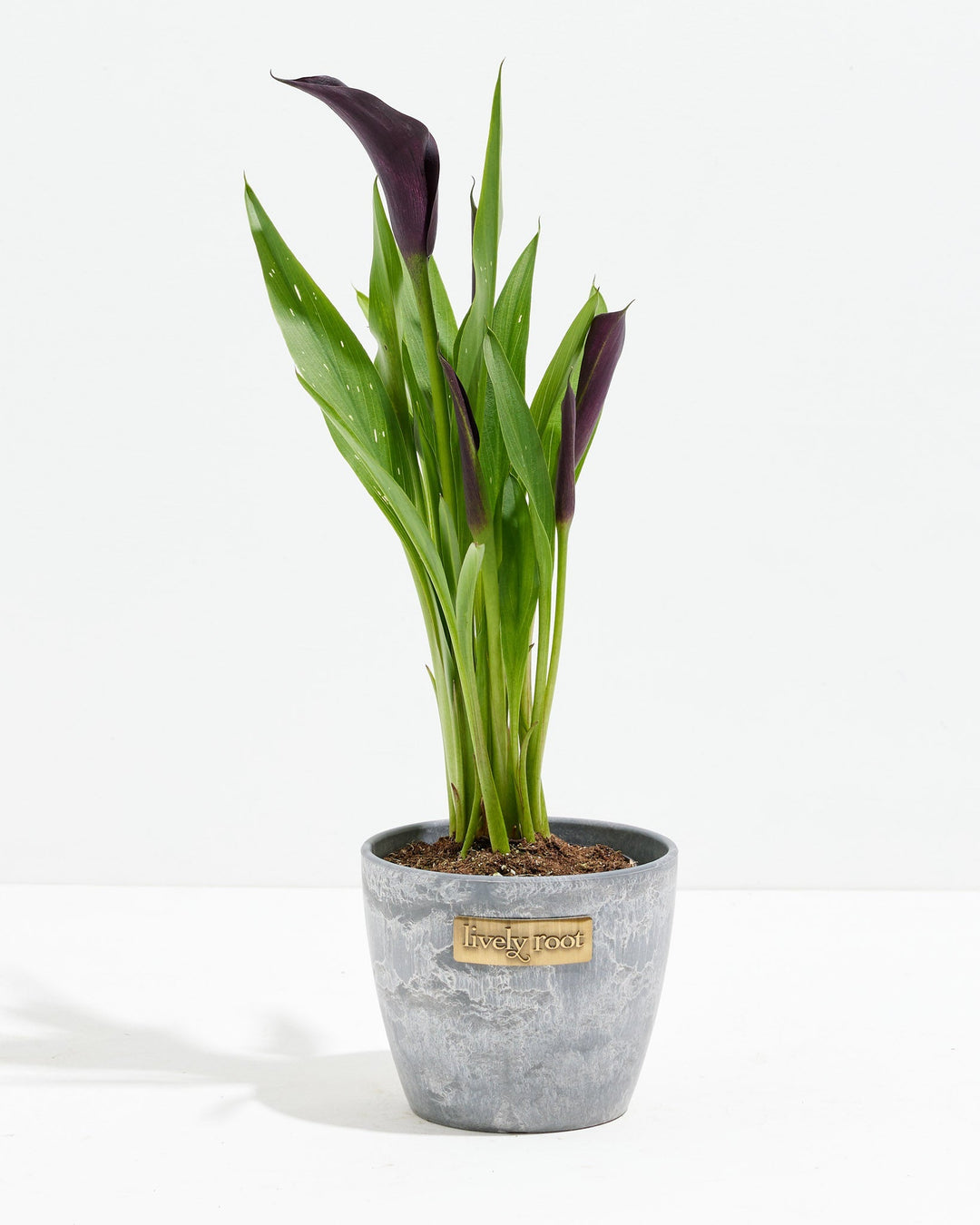 Black Calla Lily