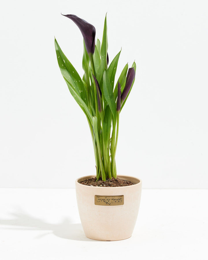 Black Calla Lily