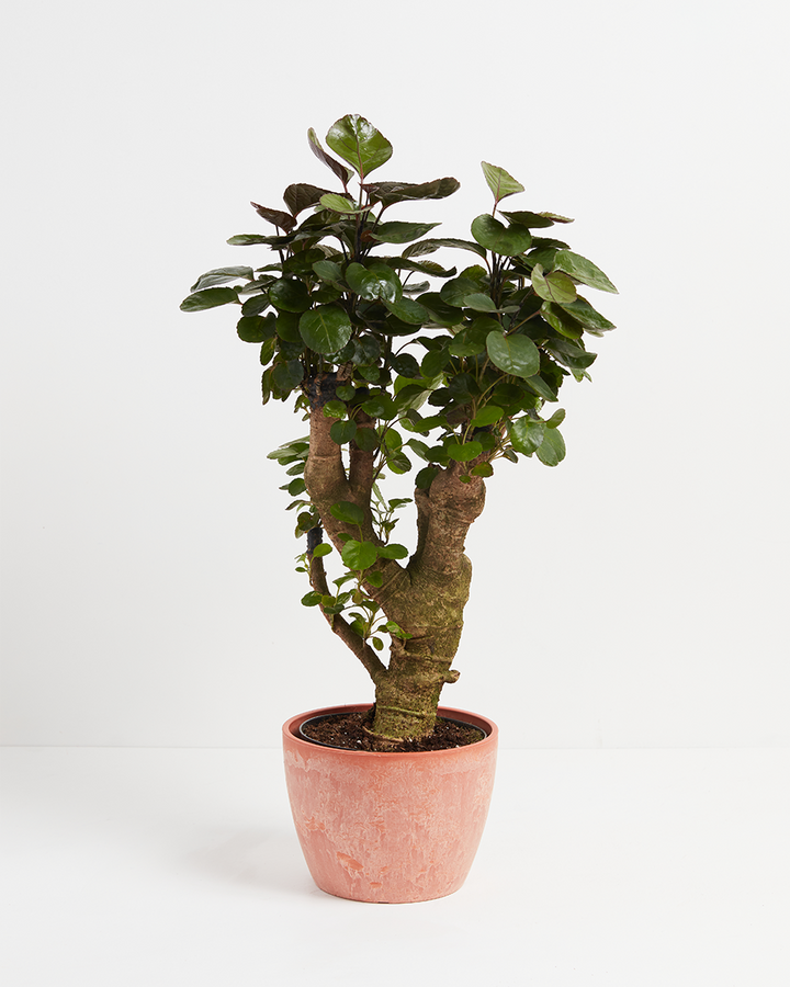 Aralia Fabian Stump - live indoor plant with glossy round leaves and thick textured trunk, terracotta chai pot included
