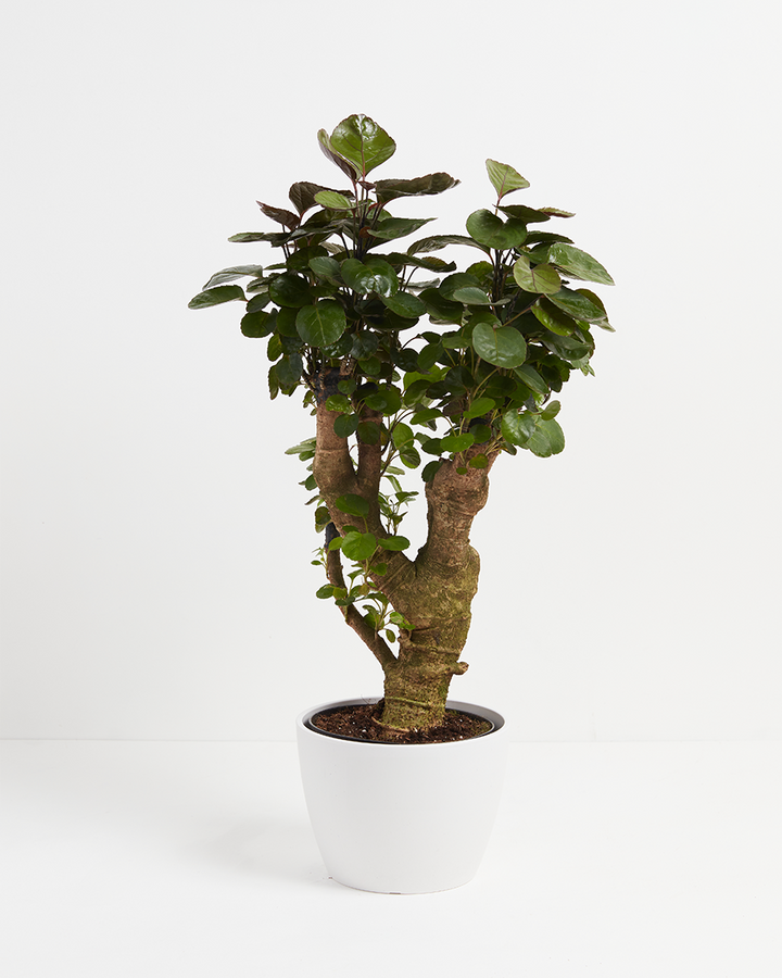 Aralia Fabian Stump - live indoor plant with glossy round leaves and thick textured trunk, white pot included