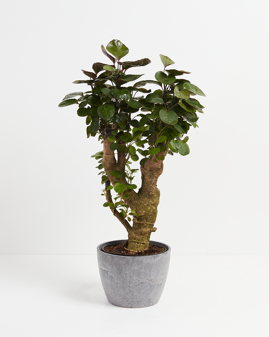 Aralia Fabian Stump - live indoor plant with glossy round leaves and thick textured trunk, gray earl grey pot included