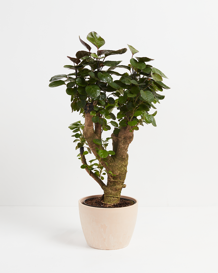 Aralia Fabian Stump - live indoor plant with glossy round leaves and thick textured trunk, blush pink macaron pot included
