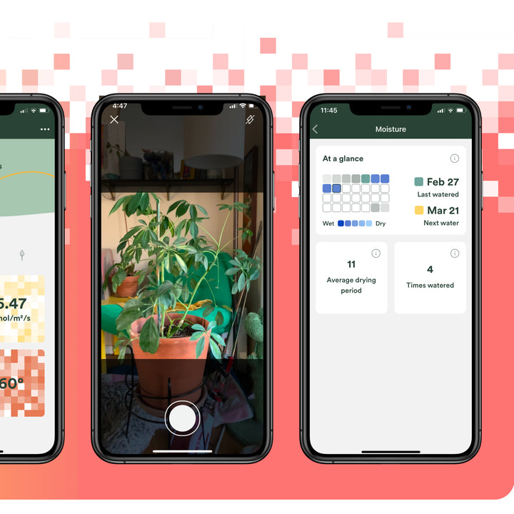 Leaflet Plant Monitor app screenshot showing plant identification camera view and moisture tracking dashboard with watering history calendar drying period and next water date displayed on three smartphones against a coral pink pixel-pattern background