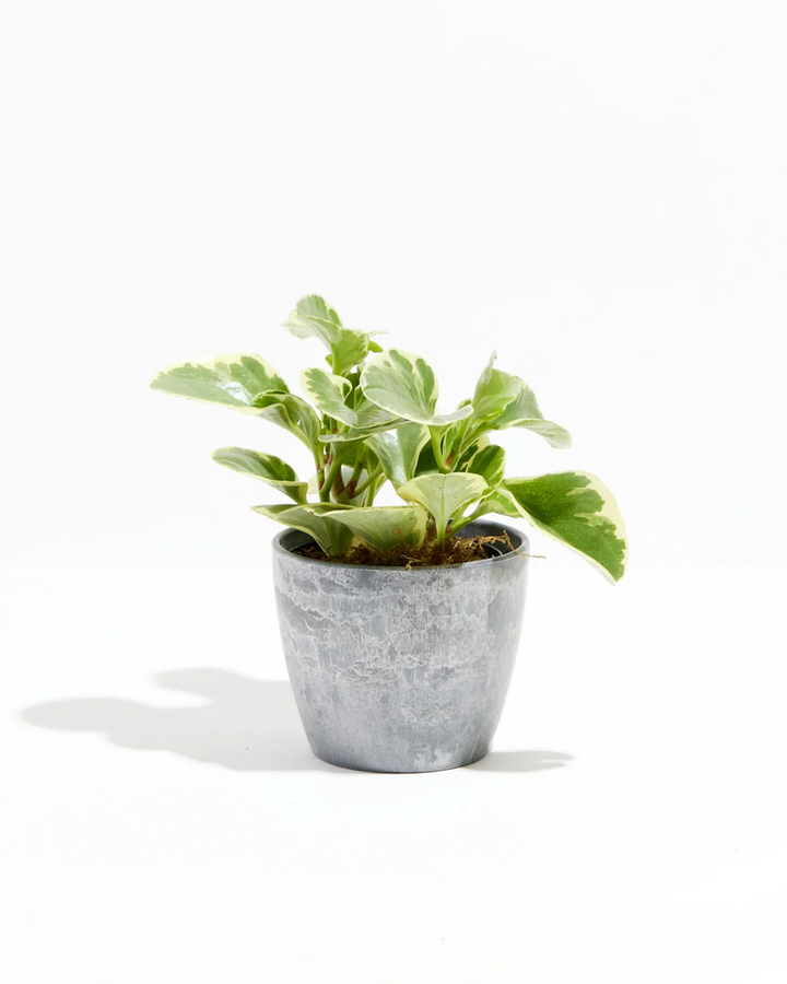 Baby Rubber Plant - live indoor plant with variegated green and cream leaves, earl grey pot included