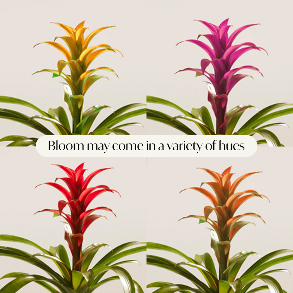 A collage of four Bromeliad Guzmania plants, illustrating that their central flower spikes can come in a variety of hues including yellow, purple, red, and orange, each emerging from a rosette of arching green leaves.