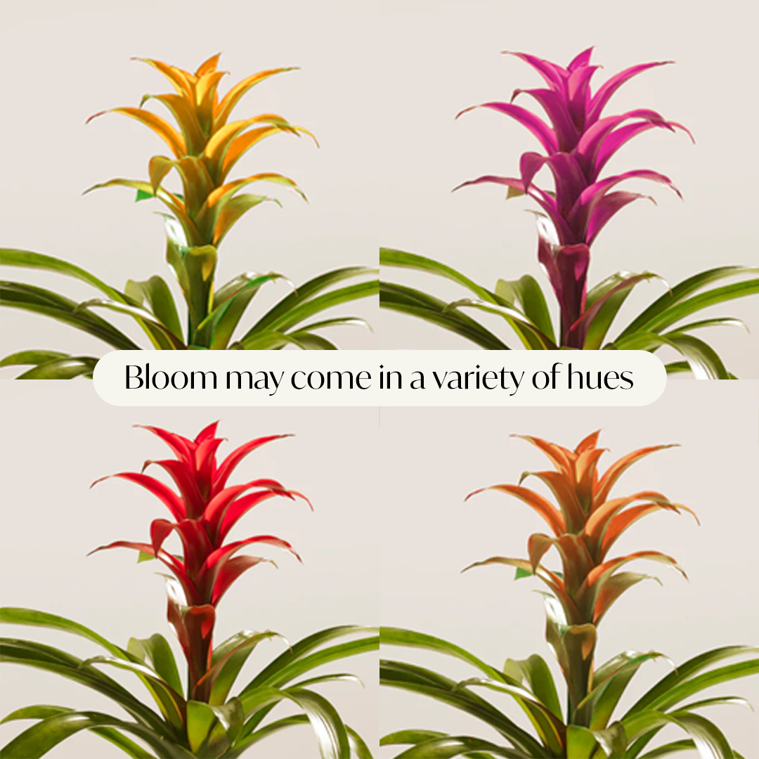 A collage of four Bromeliad Guzmania plants, illustrating that their central flower spikes can come in a variety of hues including yellow, purple, red, and orange, each emerging from a rosette of arching green leaves.