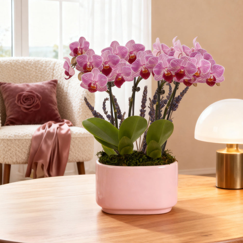 Pink Orchid Centerpiece with purple lavender accents in a blush ceramic pot styled on a wooden coffee table in a cozy living room setting