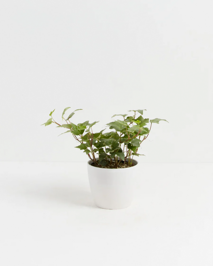 English Ivy Glacier
