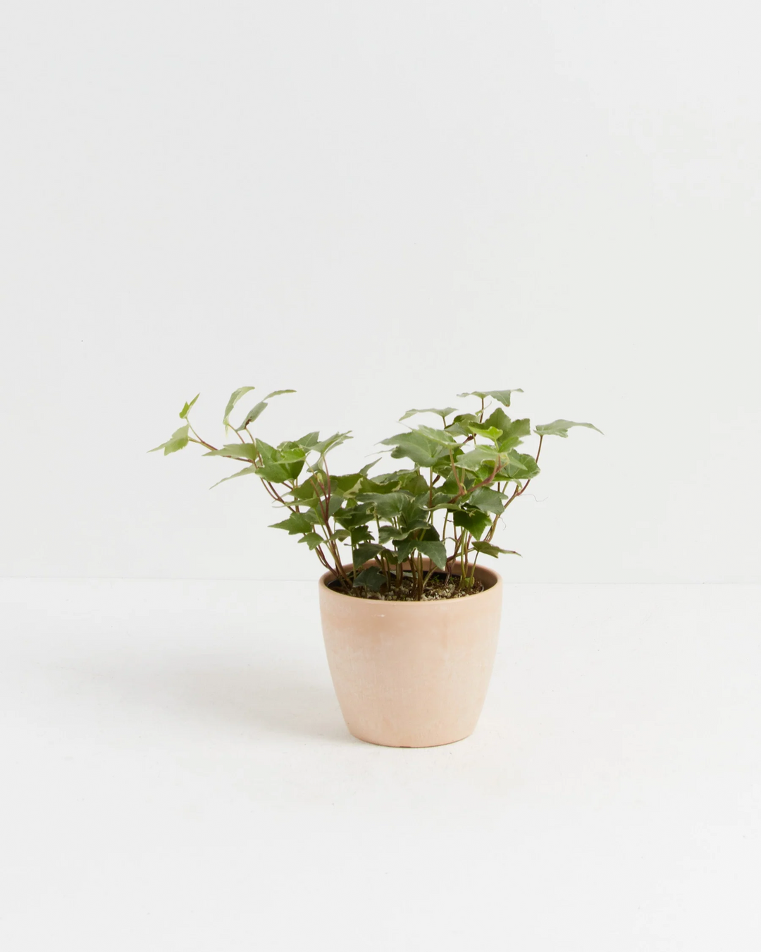 English Ivy Glacier