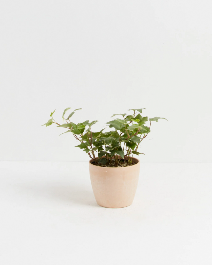 English Ivy Glacier
