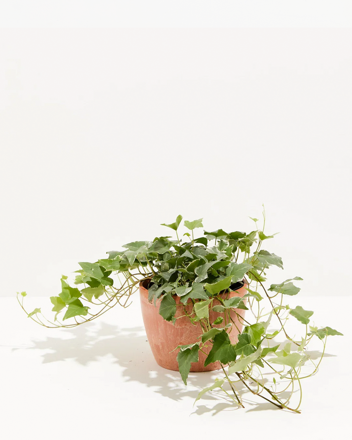 English Ivy Glacier