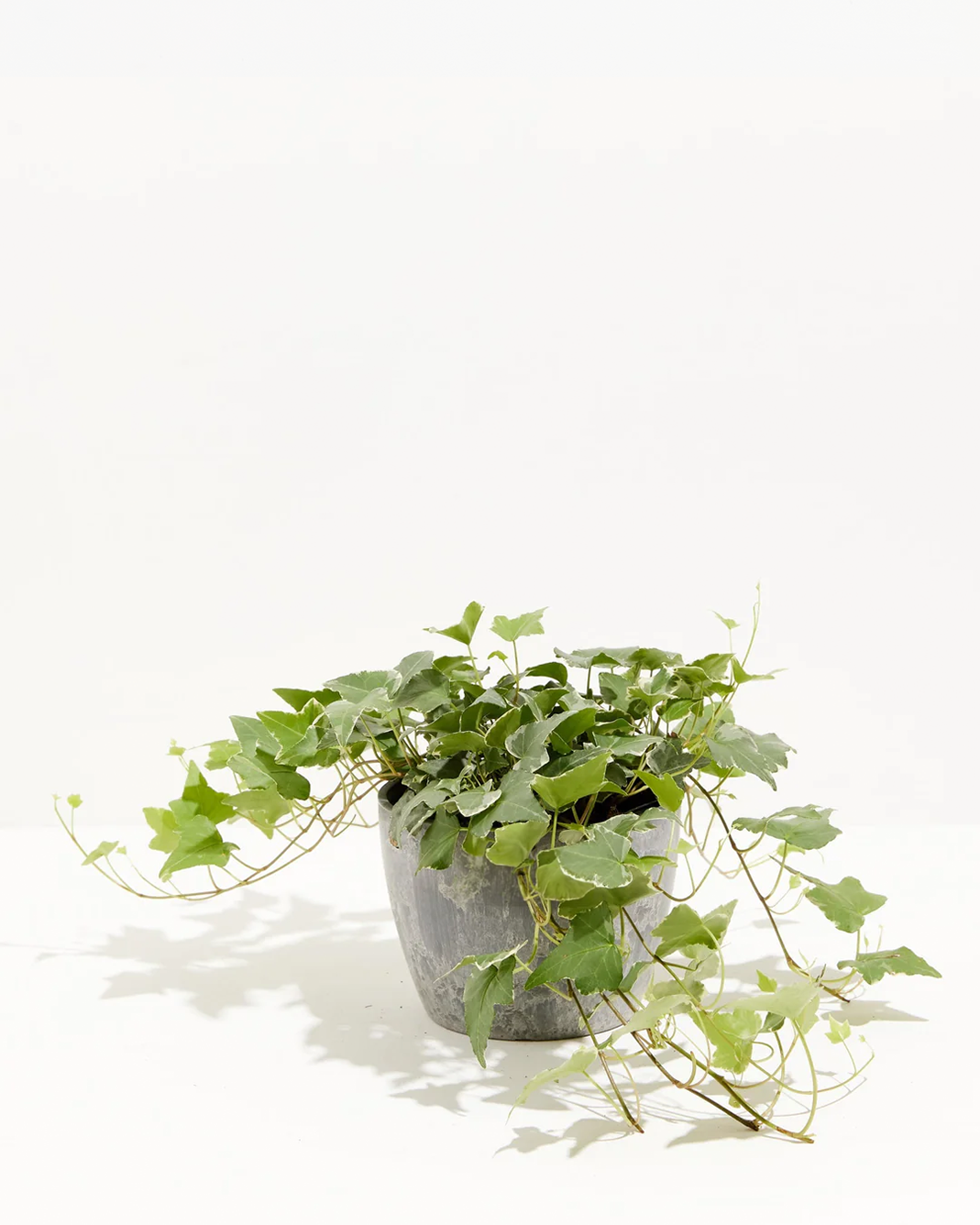 English Ivy Glacier