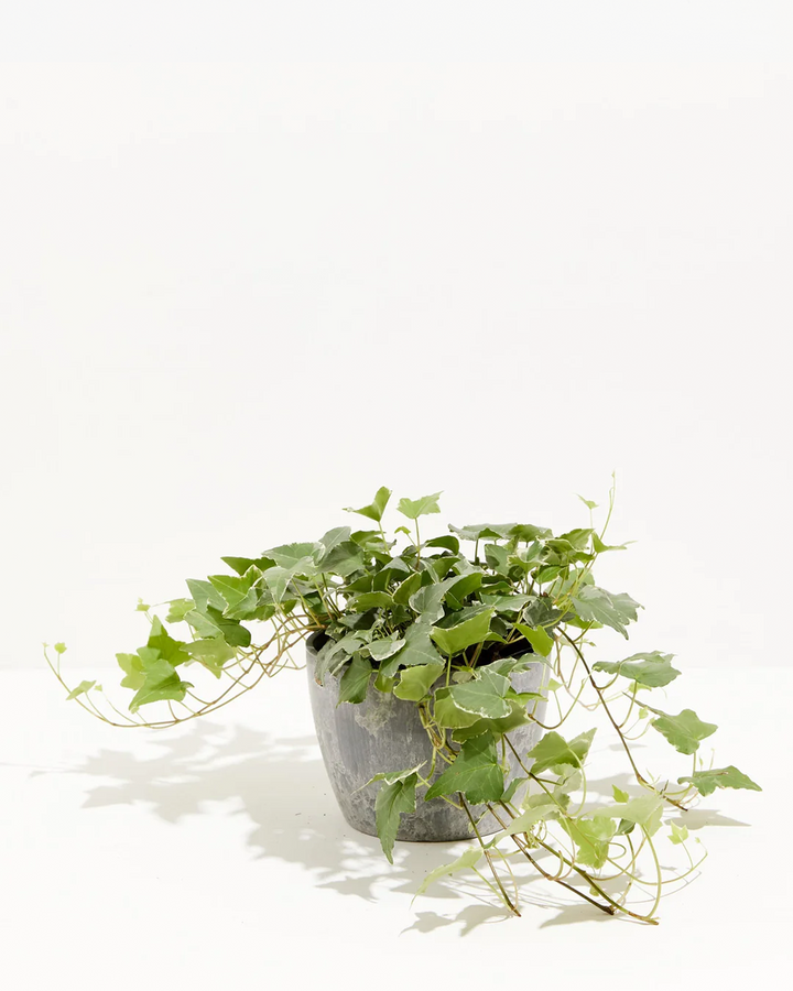 English Ivy Glacier