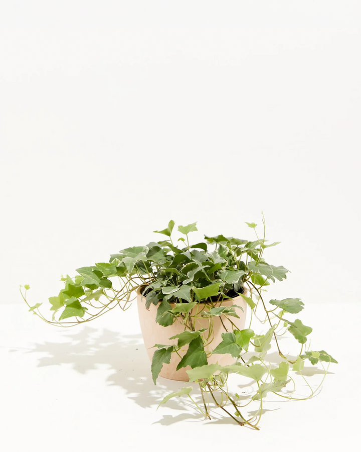 English Ivy Glacier