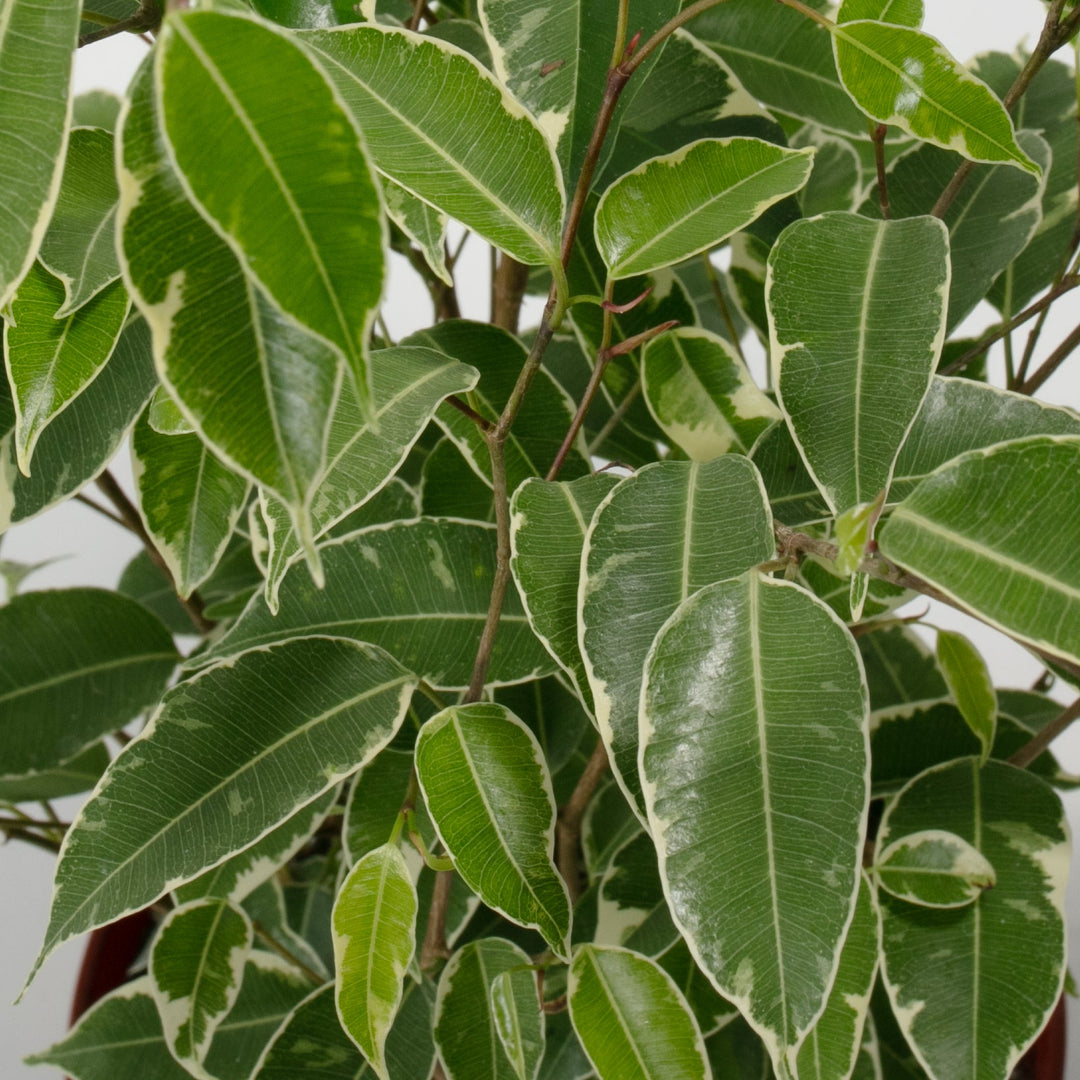 Detail
