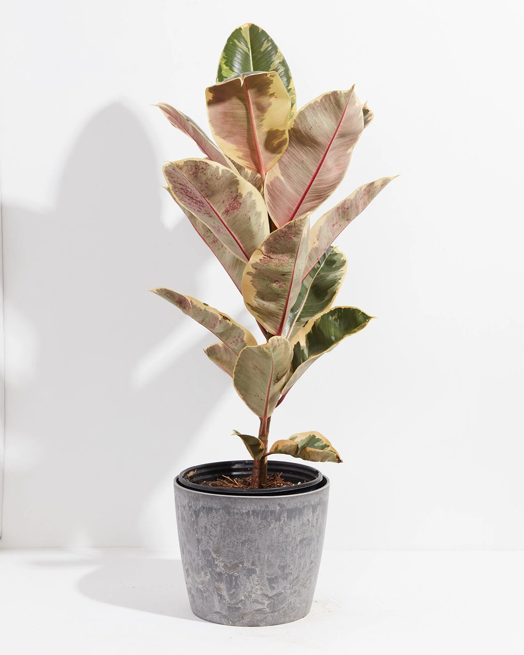 Ficus Tineke (elastica)