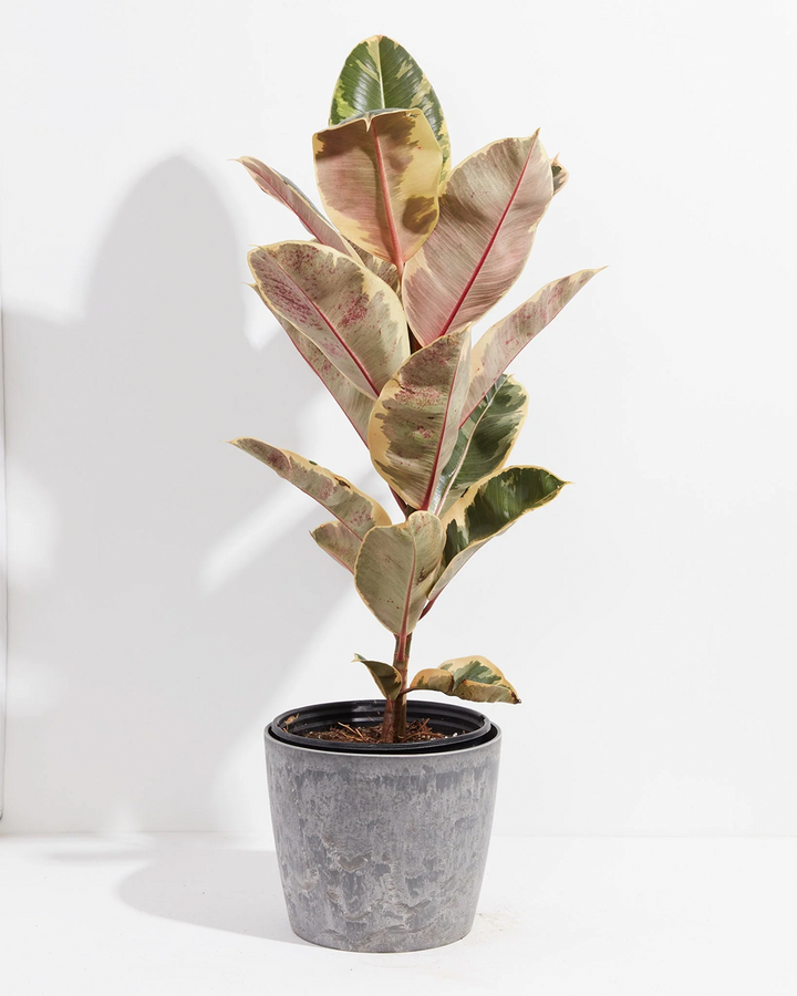 Ficus Tineke (elastica)