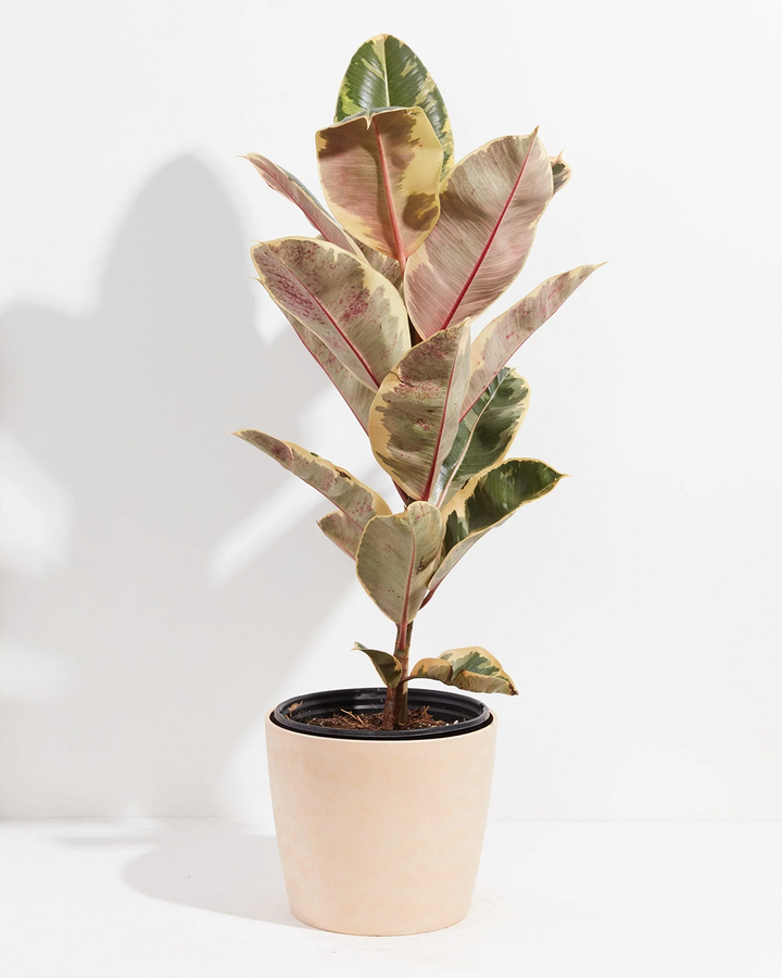 Ficus Tineke (elastica)