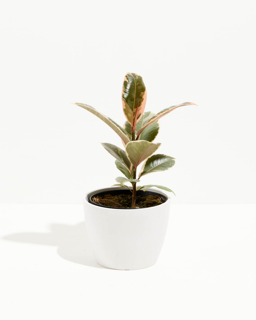Ficus Tineke (elastica)