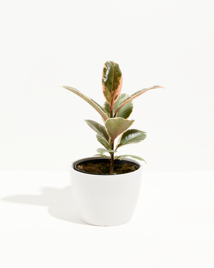 Ficus Tineke (elastica)