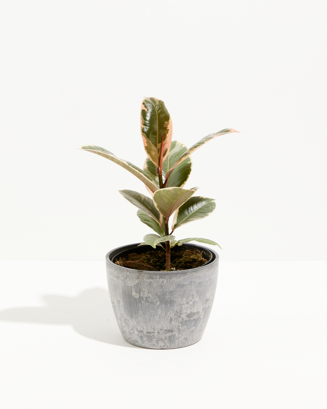 Ficus Tineke (elastica)