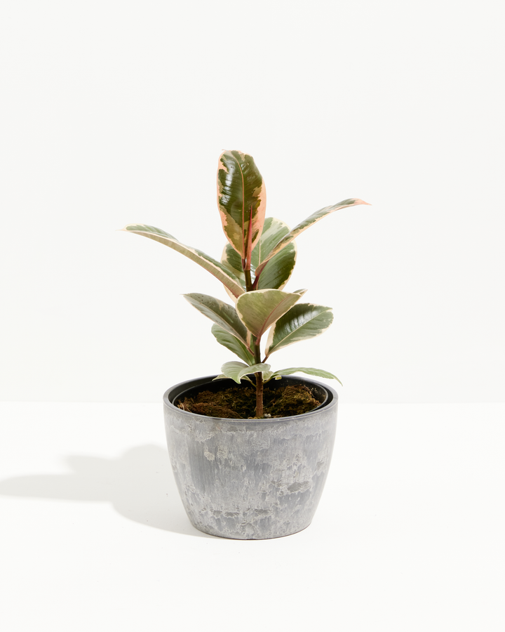 Ficus Tineke (elastica)