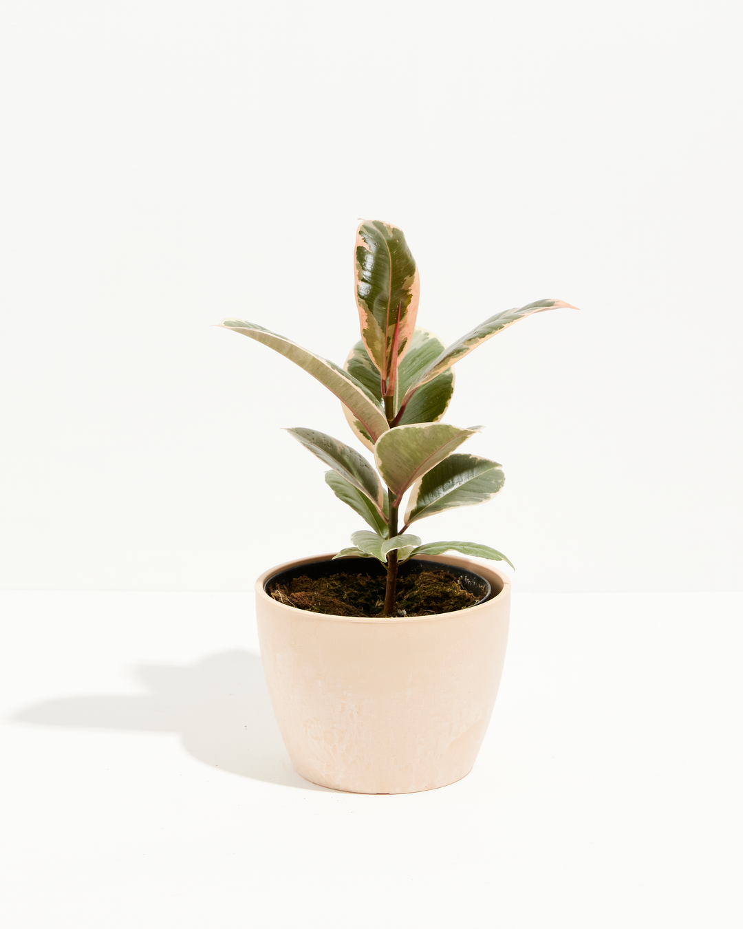 Ficus Tineke (elastica)