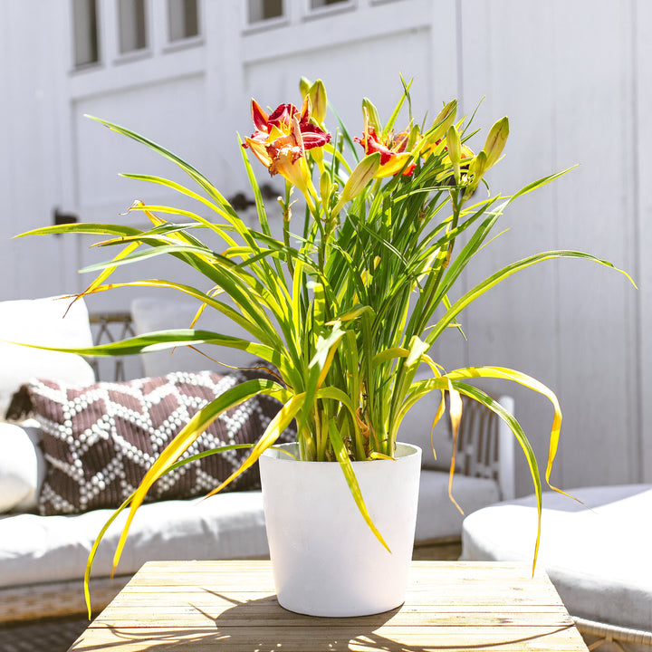 Garnet Daylily