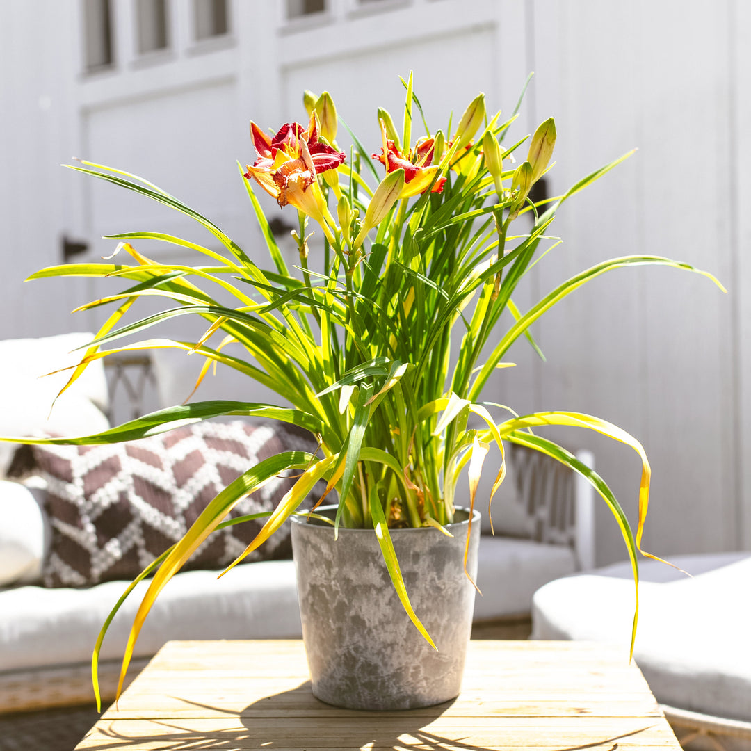 Garnet Daylily