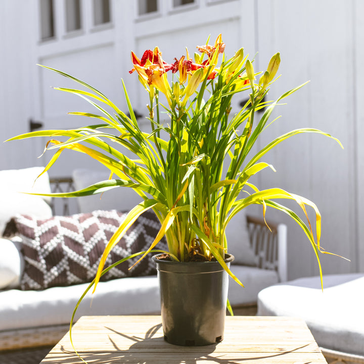 Garnet Daylily