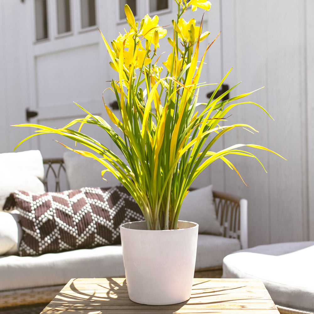 Happy Returns Daylily