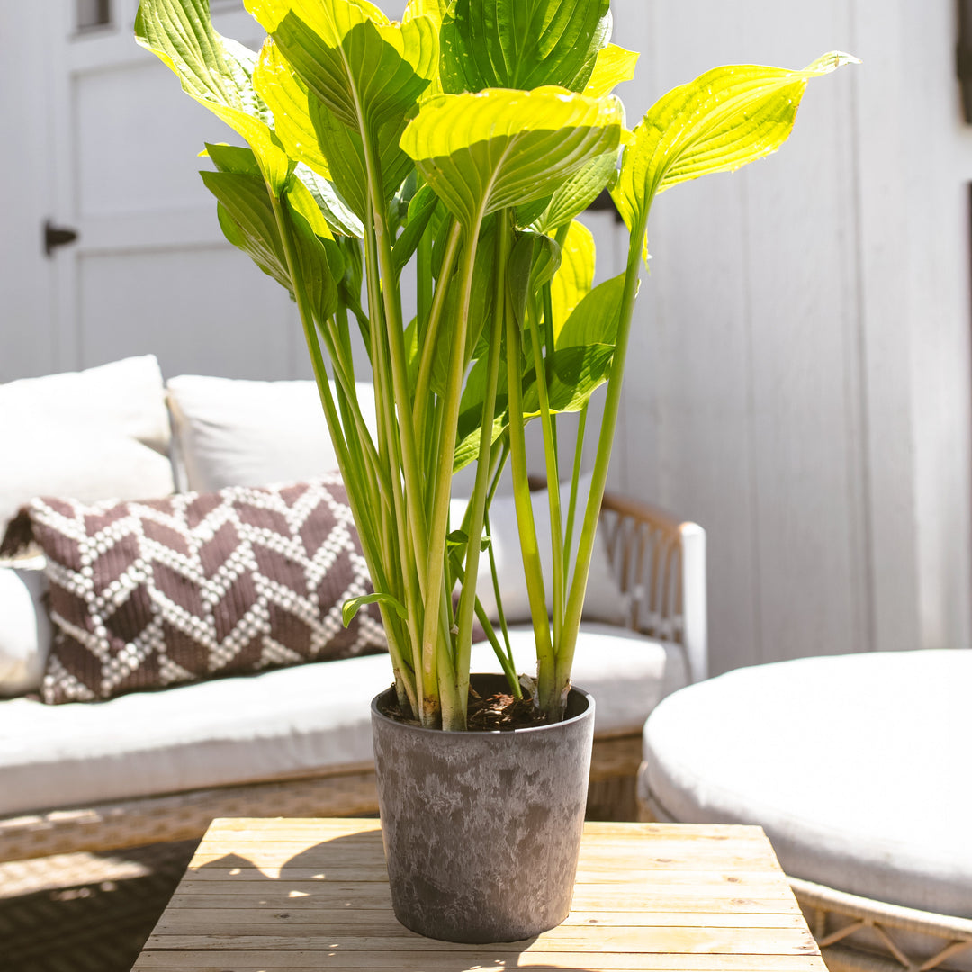 Hosta 'Royal Standard'