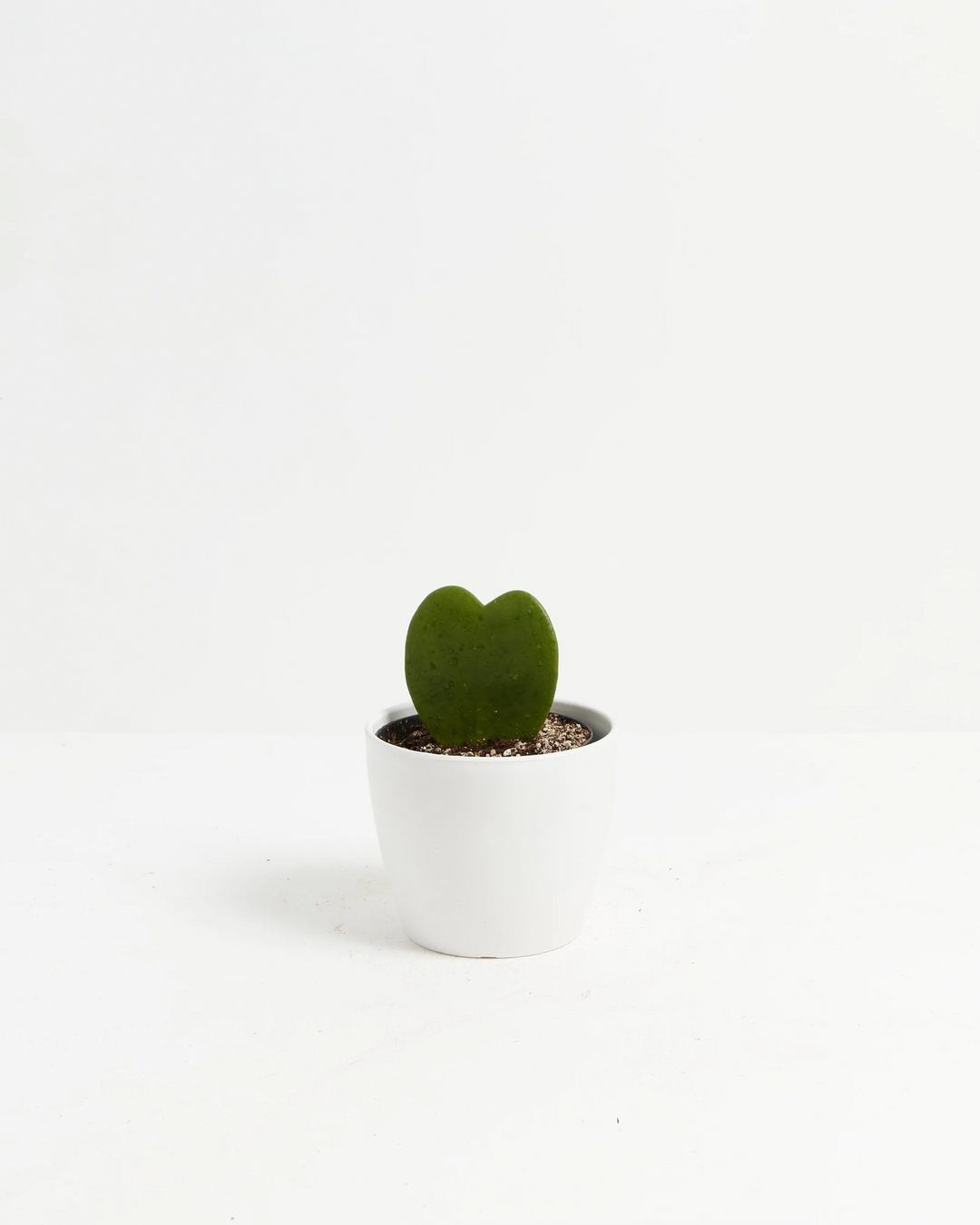 Small Hoya Heart Plant (Hoya kerrii) in a round white eco coconut pot with a single glossy heart-shaped green leaf in perlite-mixed soil on a white background