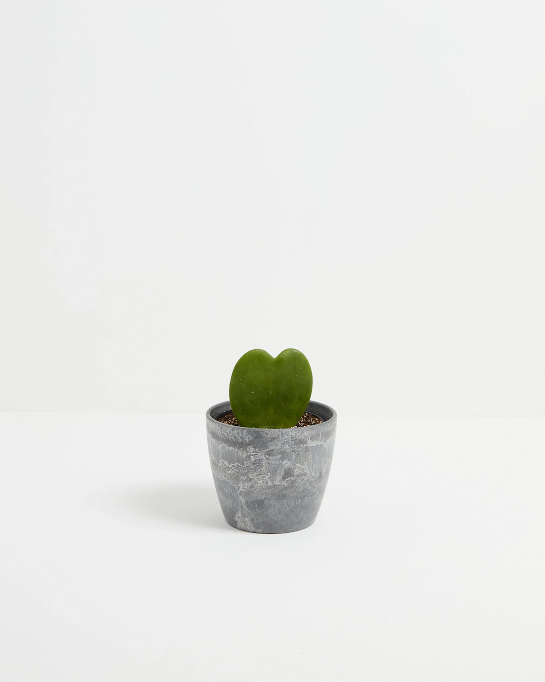 Small Hoya Heart Plant (Hoya kerrii) in a round grey marbled eco pot with a single glossy heart-shaped green leaf in perlite-mixed soil on a white background