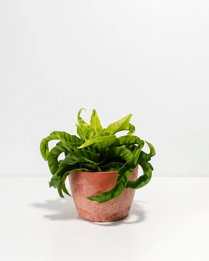 6-inch Hurricane Fern in terracotta chai ceramic pot showing lush cascading foliage with distinctive ruffled wavy leaf texture; humidity-loving tropical fern ideal for bathrooms and bright indirect light indoor gardens.