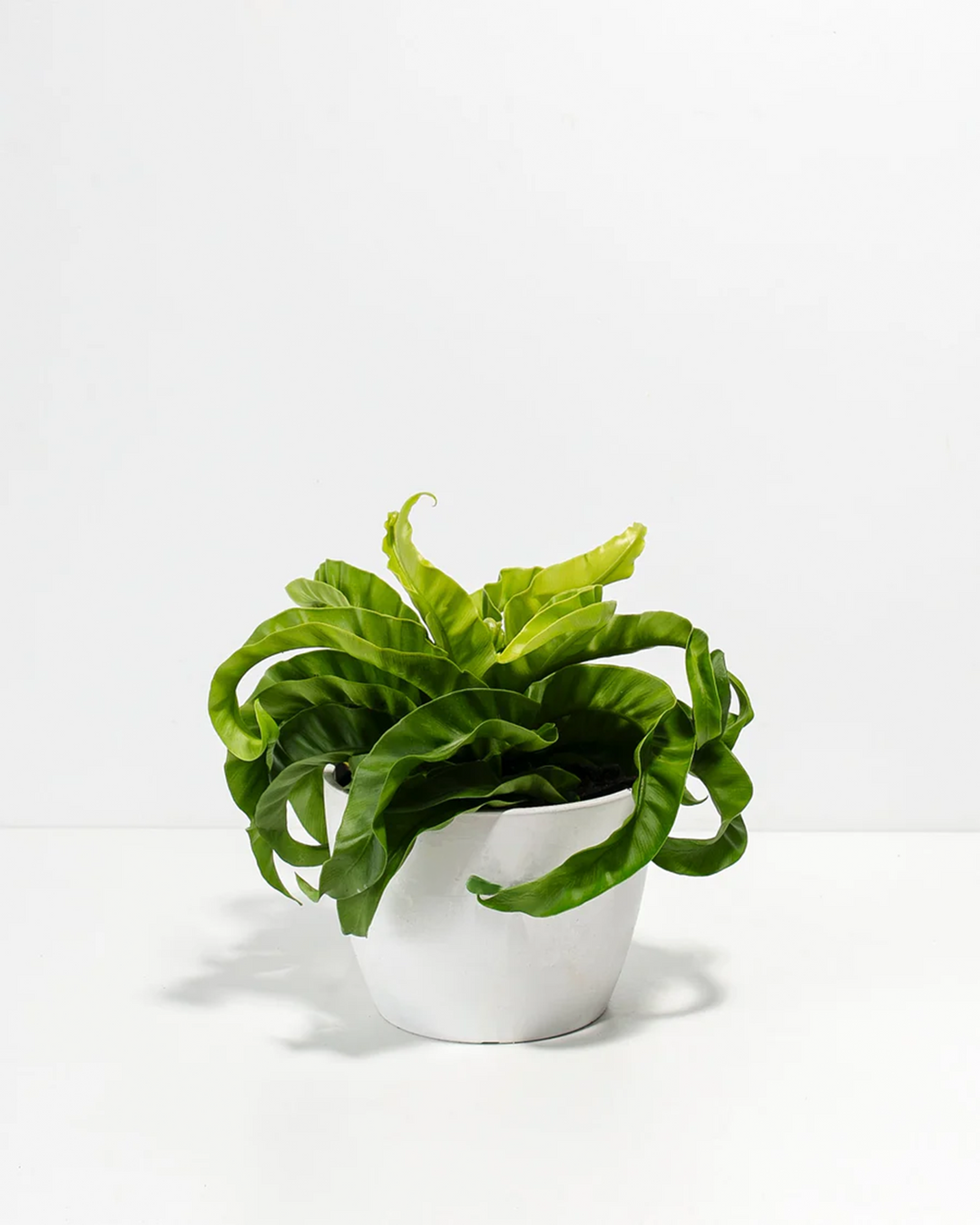 6-inch Hurricane Fern in white ceramic pot displaying full specimen with cascading wavy-edged bright green fronds; low-maintenance fern houseplant thriving in humid environments and adding lush tropical foliage to indoor spaces.