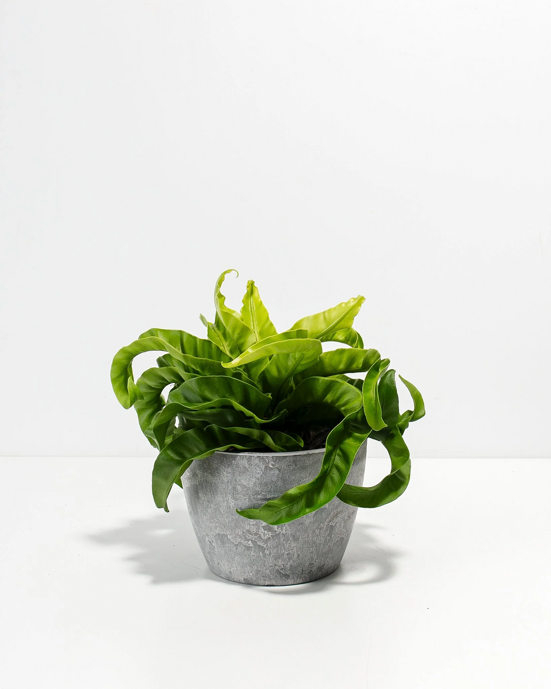 6-inch Hurricane Fern in grey textured ceramic pot featuring bright green undulating fronds with natural wavy pattern; air-purifying tropical houseplant requiring moderate moisture and indirect sunlight for optimal growth.