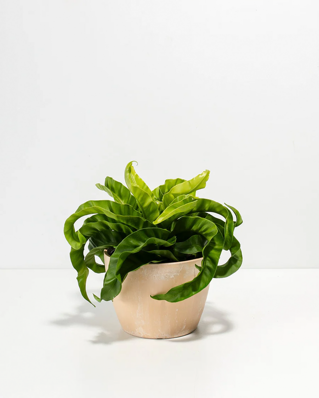 6-inch Hurricane Fern (Asplenium undulatum) in cream macadamia ceramic pot displaying vibrant lime-green wavy undulating fronds; tropical low-maintenance fern houseplant perfect for humid indoor spaces and tropical plant collections.
