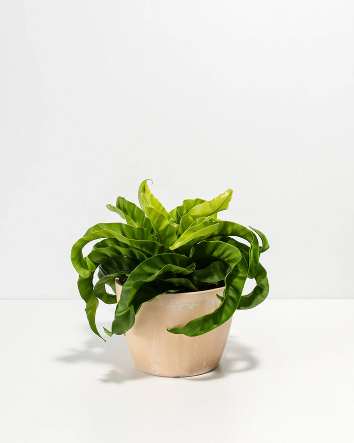 6-inch Hurricane Fern (Asplenium undulatum) in cream macadamia ceramic pot displaying vibrant lime-green wavy undulating fronds; tropical low-maintenance fern houseplant perfect for humid indoor spaces and tropical plant collections.
