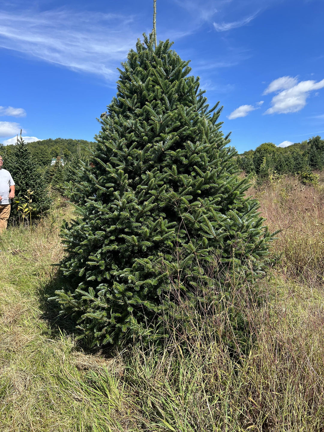 7ft Fraser Fir Christmas Tree