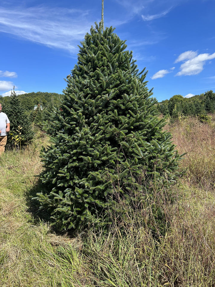 7ft Fraser Fir Christmas Tree