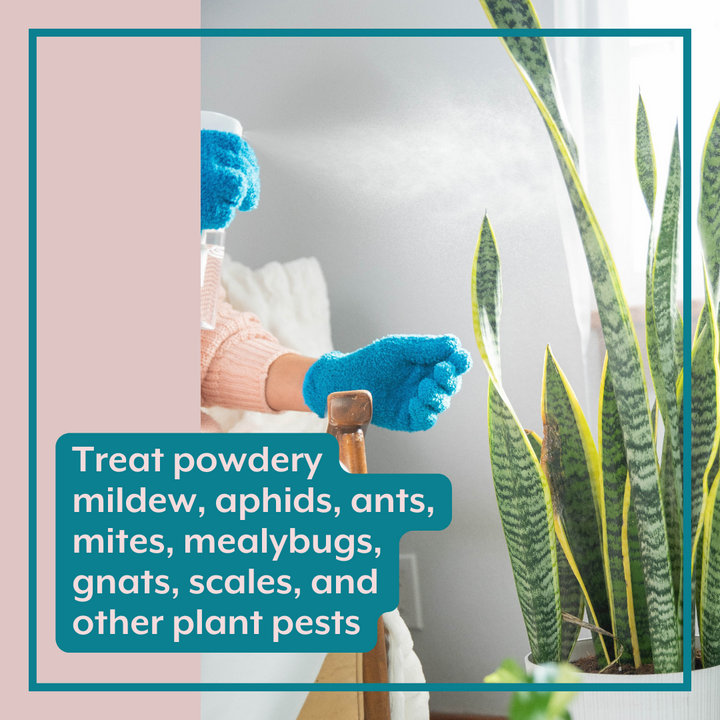 The Complete Plant Care Bundle lifestyle graphic featuring a person wearing blue microfiber dusting gloves and spraying a fine mist onto a snake plant, over text that reads, "Treat powdery mildew, aphids, ants, mites, mealybugs, gnats, scales, and other plant pests."
